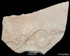 Utaspis Marjumensis Trilobite - Negative #2942-1